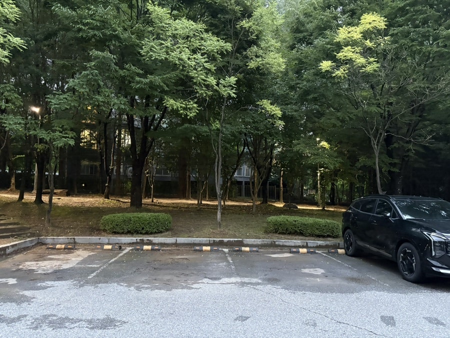 나무에 둘러싸인 조용한 주차 공간, 해 질 무렵 풍경